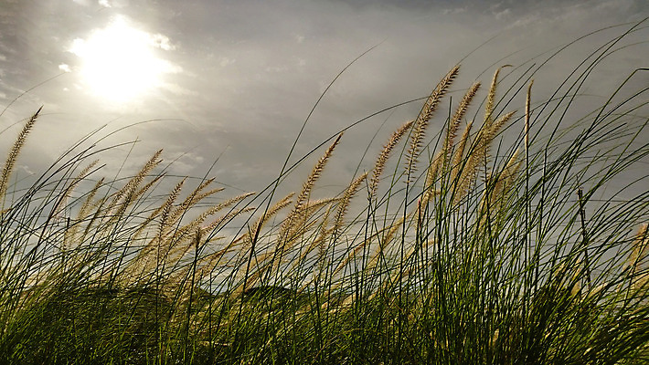 포토 JPG 해외이미지 식물 구름 계절 백그라운드 꽃무늬 밭 자연 하늘 풍경 사람없음 초록색 여름 파란색 빛 컬러풀 햇빛 태양 노란색 일출 일몰 봄 활발 큼 내추럴 해외202004 해외포토 자연요소 꽃 컬러 컨셉 무늬 농업 노을 크기 생태계 파일형식 이미지허브