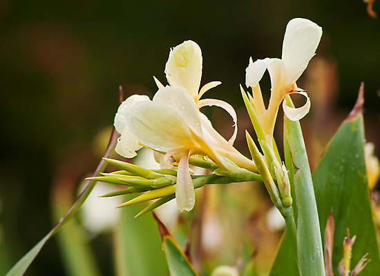 포토 JPG 해외이미지 식물 꽃 줄기 태국 자연 사람없음 노란색 정원 벚꽃 해외202004 해외포토 아시아 컬러 생태계 파일형식 이미지허브