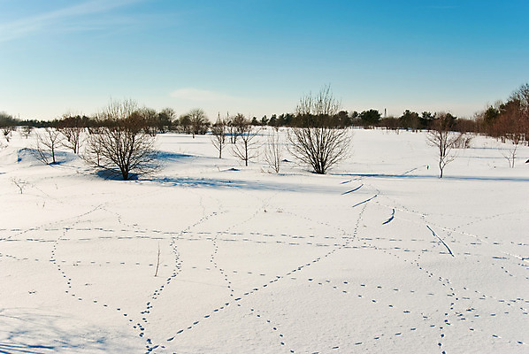 포토 JPG 해외이미지 나무 동물 공원 백그라운드 겨울 밭 자연 하늘 아침 날씨 스키 풍경 사람없음 야외 목재 파란색 빛 햇빛 태양 환경 냉동 얼음 추위 덮개 흰색 숲 발자국 12월 사냥 서리 북쪽 선로 해외202004 해외포토 주간 자연요소 식물 계절 공공시설 컬러 농업 재료 자국 겨울스포츠 뚜껑 날짜 방향 생태계 파일형식 이미지허브