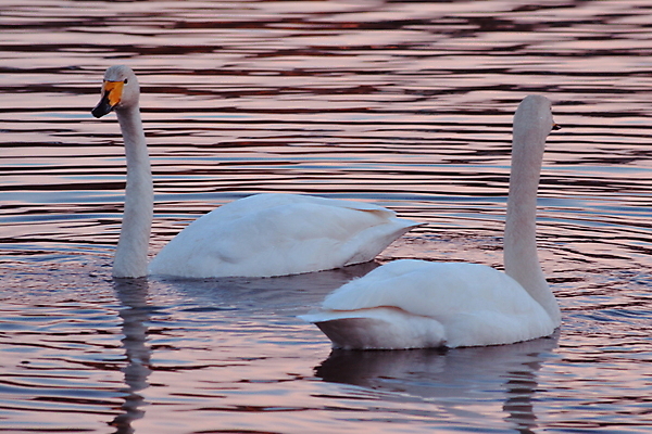 포토 JPG 해외이미지 사람없음 백조 해외202004 해외포토 조류 파일형식 이미지허브