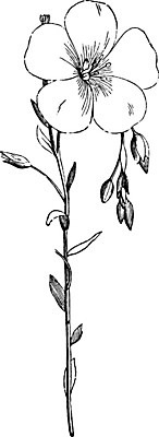 EPS 해외이미지 꽃 선 일러스트 미술 파란색 검은색 수확 흰색 나뭇가지 6월 그림 판화 7월 아마 해외202004 해외일러스트 나무 식물 컬러 농업 문화예술 날짜 파일형식 벡터 이미지허브