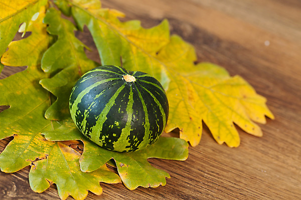 포토 JPG 해외이미지 계절 백그라운드 잎 호박 사람없음 장식 갈색 노란색 가을 시골 해외202004 해외포토 식물 컬러 채소 파일형식 이미지허브