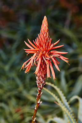 포토 JPG 해외이미지 식물 1 꽃 백그라운드 잎 오렌지 아프리카 자연 사람없음 빨간색 여름 정원 봄 사막 성장 닫기 약초 큼 피부 싱글 태평양 남쪽 내추럴 감탄 돌봄 루트 알로에 이스라엘 많음 추가 해외202004 해외포토 계절 나라 바다 컬러 컨셉 과일 모션 신체부위 풀_식물 크기 방향 생태계 서아시아 파일형식 이미지허브