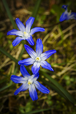 포토 JPG 해외이미지 나무 식물 계절 공원 꽃 자연 사람없음 야외 여름 파란색 정원 봄 벚꽃 흰색 개화 묘사 해외202004 해외포토 공공시설 컬러 생태계 파일형식 이미지허브