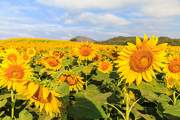 포토 JPG 해외이미지 식물 꽃 백그라운드 꽃무늬 패턴 밭 농업 자연 하늘 해바라기 파노라마 풍경 사람없음 장식 초록색 여름 파란색 컬러풀 태양 농장 노란색 정원 맑음 프랑스 수확 벚꽃 시골 개화 유기농 내추럴 강렬 프로방스 해외202004 해외포토 자연요소 웰빙 계절 유럽 산업 컬러 무늬 날씨 촬영기법 생태계 파일형식 이미지허브