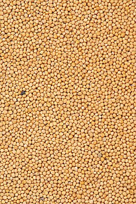 포토 JPG 해외이미지 음식 백그라운드 재료 씨앗 사람없음 노란색 흰색 뜨거움 양념 조미료 맛 컨테이너 머스터드 허브 향신료 고립 해외202004 해외포토 식물 산업 컬러 컨셉 소스_음식 향미료 파일형식 이미지허브