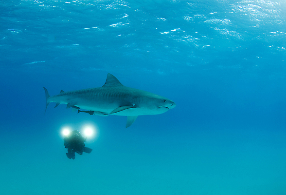 포토 JPG 해외이미지 동물 야생동물 바다 자연 표면 어류 한명 사람 물 수중 호랑이 수면 잠수부 다이빙 육식동물 상어 대서양 바하마 소금물 해외202004 해외포토 자연요소 1 포유류 수영 수중동물 전문직 생태계 수중스포츠 파일형식 이미지허브