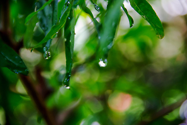 포토 JPG 해외이미지 나무 식물 계절 백그라운드 잎 자연 아침 사람없음 초록색 물 여름 환경 정원 봄 거품 젖음 물방울 신선 액체 닫기 떨어짐 이슬 빗방울 묘사 질감 내추럴 떠남 해외202004 해외포토 주간 자연요소 컬러 컨셉 모션 비_날씨 생태계 파일형식 이미지허브