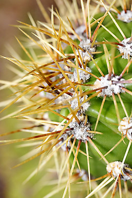 포토 JPG 해외이미지 모양 식물 꽃 백그라운드 패턴 자연 선인장 건조 사람없음 장식 초록색 정원 못 뜨거움 거친 황금 소프트포커스 위험 척추 순수 묘사 날카로움 리빙 내추럴 해외202004 해외포토 컬러 컨셉 무늬 뼈 촬영기법 공구 생태계 파일형식 이미지허브