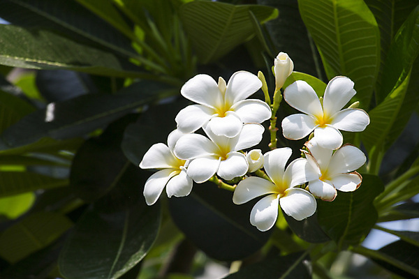 포토 JPG 해외이미지 식물 디자인 꽃잎 꽃 아시아 분홍색 백그라운드 잎 꽃무늬 태국 자연 동양인 사람없음 초록색 벚꽃 신선 순수 묘사 오브젝트 유기농 내추럴 강렬 해외202004 해외포토 웰빙 나라 컬러 컨셉 무늬 인종 생태계 파일형식 이미지허브