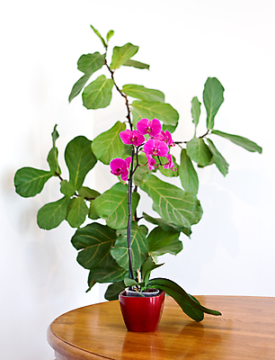 포토 JPG 해외이미지 식물 꽃 화분 분홍색 자연 탁자 선물 사람없음 장식 초록색 갈색 보라색 벚꽃 흰색 난초 우아함 냄비 싱글 심플 호접란 내추럴 해외202004 해외포토 컬러 가구 컨셉 솥 생태계 파일형식 이미지허브