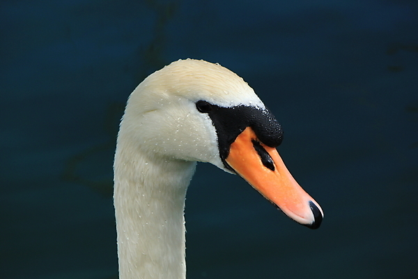 포토 JPG 해외이미지 동물 야생동물 오렌지 자연 조류 사람없음 물 머리 흰색 스위스 깃털 부리 백조 해외202004 해외포토 자연요소 유럽 컬러 과일 신체부위 생태계 파일형식 이미지허브