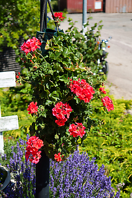 포토 JPG 해외이미지 식물 디자인 꽃잎 꽃 화분 잎 매달리기 사람없음 장식 빨간색 초록색 바구니 원예 해외202004 해외포토 컬러 모션 취미 파일형식 이미지허브