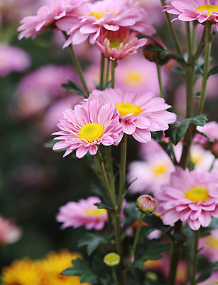 포토 JPG 해외이미지 식물 계절 꽃잎 꽃 분홍색 꽃다발 백그라운드 잎 꽃무늬 패턴 태국 자연 휴가 국화 발렌타인데이 사람없음 야외 장식 빨간색 초록색 여름 컬러풀 정원 보라색 봄 활발 벚꽃 가을 흰색 신선 개화 닫기 제비꽃 원예 해외202004 해외포토 아시아 컬러 컨셉 무늬 모션 데이이벤트 취미 생태계 파일형식 이미지허브