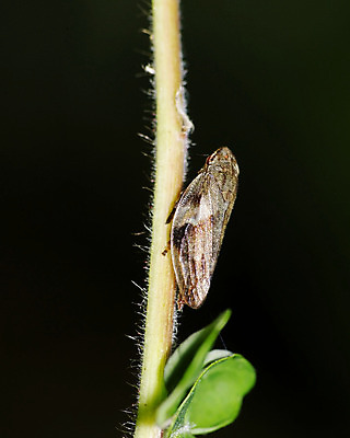 포토 JPG 해외이미지 식물 야생동물 곤충 잎 사람없음 초록색 점프 해충 해외202004 해외포토 동물 컬러 모션 벌레 파일형식 이미지허브