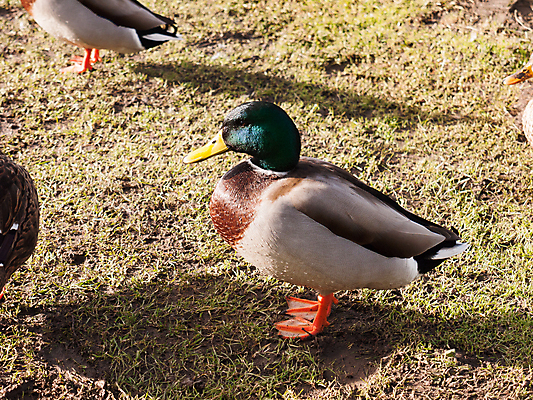 포토 JPG 해외이미지 동물 1 여자 남자 호수 야생동물 백그라운드 날개 자연 조류 휴식 오리 사람없음 야외 초록색 물 컬러풀 태양 머리 흰색 깃털 부리 물새 서식지 청둥오리 계산서 해외202004 해외포토 자연요소 컬러 컨셉 사람 신체부위 생태계 파일형식 이미지허브