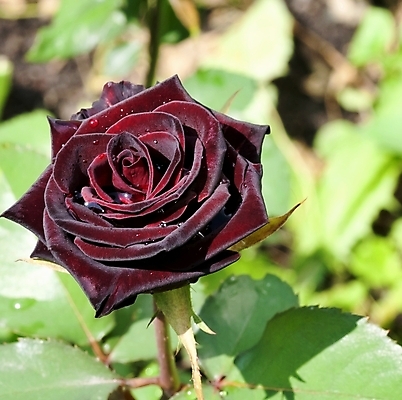 포토 JPG 해외이미지 식물 기념일 꽃 백그라운드 결혼식 기념 발렌타인데이 선물 사랑 사람없음 빨간색 물 장미 우주 검은색 어둠 활발 젖음 벚꽃 물방울 축하 신선 생일 클래식 이슬 묘사 싱글 열정 부드러움 내추럴 깊이 해외202004 해외포토 자연요소 감정 컬러 결혼 컨셉 데이이벤트 이벤트 감각 파일형식 이미지허브