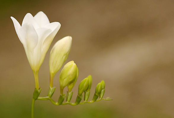 포토 JPG 해외이미지 식물 꽃잎 꽃 줄기 백그라운드 자연 사람없음 흰색 해외202004 해외포토 컬러 생태계 파일형식 이미지허브