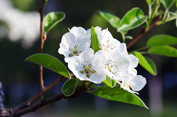 포토 JPG 해외이미지 나무 식물 디자인 계절 꽃잎 꽃 분홍색 결혼 백그라운드 꽃무늬 자연 하늘 휴가 부활절 새로움 사람없음 초록색 여름 파란색 정원 일본 봄 성장 벚꽃 흰색 나뭇가지 신선 개화 체리 사과 만족 그림 원예 아로마 내추럴 고립 살구 진짜 해외202004 해외포토 기념일 감정 아시아 컬러 컨셉 무늬 과일 이벤트 취미 생태계 파일형식 이미지허브