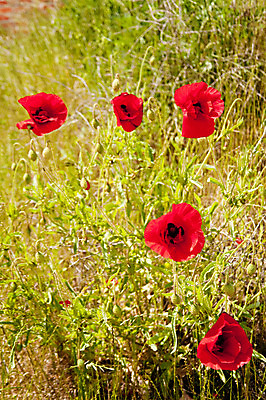 포토 JPG 해외이미지 식물 계절 공원 꽃 꽃다발 꽃무늬 사람없음 야외 빨간색 초록색 컬러풀 정원 봄 벚꽃 개화 생물학 양귀비 해외202004 해외포토 공공시설 교육 컬러 무늬 파일형식 이미지허브