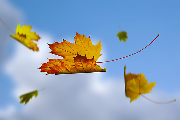 포토 JPG 해외이미지 나무 식물 구름 계절 단풍 잎 캐나다 패턴 오렌지 자연 하늘 추상 프레임 건조 사람없음 야외 목재 장식 빨간색 초록색 여름 파란색 컬러풀 햇빛 태양 노란색 정원 맑음 침묵 활발 가을 나뭇가지 황금 숲 9월 11월 10월 내추럴 강렬 해외202004 해외포토 자연요소 컬러 컨셉 북아메리카 무늬 과일 재료 날씨 소리 날짜 생태계 파일형식 이미지허브