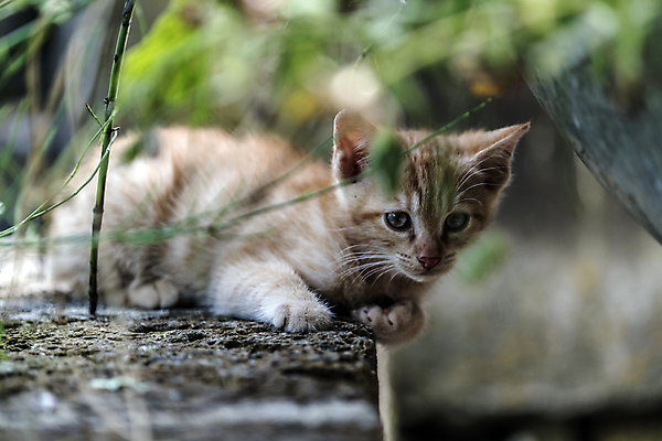 포토 JPG 해외이미지 동물 응시 계절 행복 어린이 포유류 자연 놀이 친절 수염 사랑 사람없음 파란색 반려동물 달리기 평화 고양이 봄 활발 에너지 자유 탐험 게임 시골 작음 무서움 모피 탈출 호기심 부드러움 발견 숨김 무료 동정 해외202004 해외포토 시선 감정 컬러 컨셉 모션 사람 감각 크기 생태계 파일형식 이미지허브
