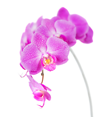 포토 JPG 해외이미지 식물 꽃잎 꽃 줄기 분홍색 백그라운드 자연 사람없음 빨간색 물 머리 보라색 봄 흰색 물방울 나뭇가지 신선 난초 우아함 이슬 자주색 싱글 호접란 고립 해외202004 해외포토 자연요소 나무 계절 컬러 컨셉 신체부위 생태계 파일형식 이미지허브