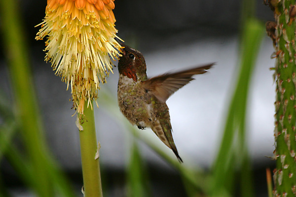 포토 JPG 해외이미지 식물 동물 1 꽃 야생동물 음식 포즈 백그라운드 날개 자연 조류 성인 사람없음 야외 옆모습 초록색 컬러풀 노란색 정원 미국 봄 마시기 핥기 먹기 묘사 속도 캘리포니아 꿀 벌새 수유 해외202004 해외포토 계절 뷰포인트 컬러 북아메리카 모션 사람 생태계 파일형식 이미지허브
