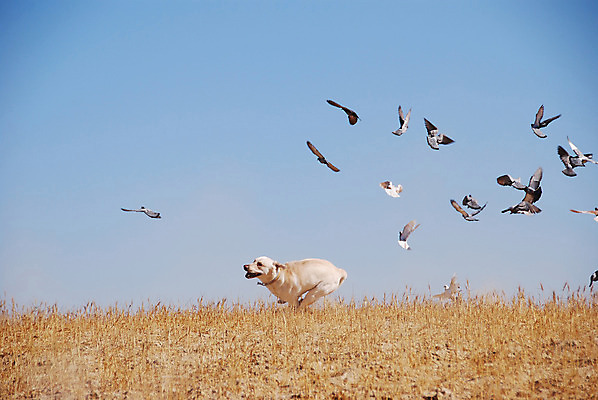 포토 JPG 해외이미지 동물 행복 야생동물 밭 날개 장난 모션 자연 조류 하늘 사람없음 야외 여름 반려동물 달리기 노란색 기쁨 자유 시골 그룹 황금 개 리트리버 깃털 비둘기 추적 해외202004 해외포토 계절 감정 컬러 컨셉 농업 포유류 생태계 파일형식 이미지허브