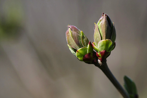 포토 JPG 해외이미지 나무 식물 계절 꽃 행복 실루엣 백그라운드 잎 꽃무늬 패턴 자연 추상 새로움 사람없음 야외 빨간색 초록색 컬러풀 환경 정원 봄 성장 나뭇가지 신선 질감 내추럴 고립 해외202004 해외포토 감정 컬러 컨셉 무늬 촬영기법 생태계 파일형식 이미지허브