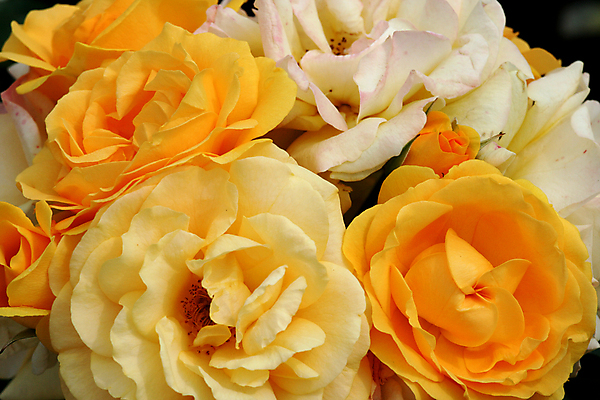 포토 JPG 해외이미지 꽃잎 꽃 사람없음 장미 노란색 벚꽃 그룹 향기 향 해외202004 해외포토 식물 컬러 냄새 파일형식 이미지허브