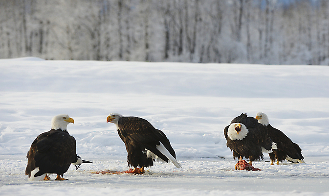 포토 JPG 해외이미지 동물 응시 야생동물 겨울 날개 자연 조류 종류 어류 사람없음 야외 파란색 강 얼음 미국 자유 흰색 4 그룹 황무지 큼 먹이 대표 먹기 심볼 부리 독수리 육식동물 연어 대머리 사냥꾼 멸종 알래스카 무료 웅장함 해외202004 해외포토 자연요소 직업 헤어스타일 시선 계절 컬러 컨셉 북아메리카 모션 숫자 수중동물 크기 생태계 파일형식 이미지허브