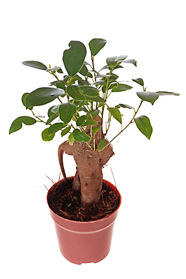 포토 JPG 해외이미지 나무 식물 꽃잎 꽃 화분 화초 백그라운드 잎 자연 사람없음 초록색 정원 성장 나뭇가지 공구 신선 원예 분재 무화과 해외202004 해외포토 컬러 과일 취미 도구 생태계 파일형식 이미지허브