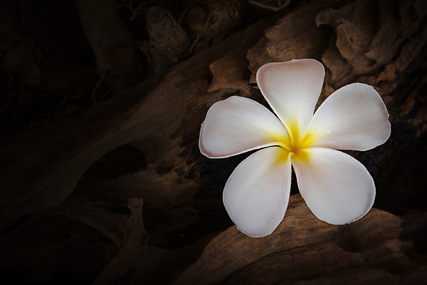 포토 JPG 해외이미지 식물 꽃 백그라운드 자연 사람없음 장식 노란색 검은색 어둠 침묵 활발 수확 흰색 신선 닫기 떨어짐 큼 싱글 향기 담배꽁초 종료 가벼움 해외202004 해외포토 컬러 컨셉 농업 모션 담배 소리 무게 크기 생태계 냄새 파일형식 이미지허브