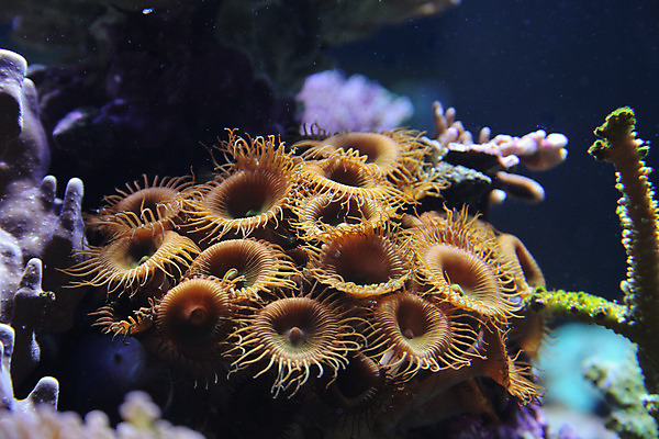 포토 JPG 해외이미지 사람없음 수중 닫기 수족관 해외202004 해외포토 모션 파일형식 이미지허브