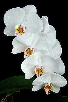 포토 JPG 해외이미지 식물 꽃잎 꽃 꽃다발 결혼 잎 꽃무늬 자연 발렌타인데이 선물 사람없음 장식 물 검은색 젖음 벚꽃 흰색 나뭇가지 신선 난초 우아함 떨어짐 꽃집 호접란 대각선 결백 고립 이국적 해외202004 해외포토 자연요소 나무 선 컬러 컨셉 무늬 데이이벤트 이벤트 상점 생태계 파일형식 이미지허브