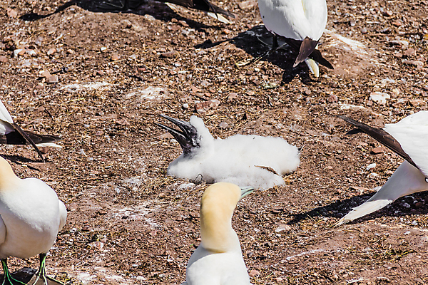 포토 JPG 해외이미지 캐나다 조류 사람없음 부리 해외202004 해외포토 동물 북아메리카 파일형식 이미지허브