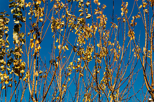 포토 JPG 해외이미지 나무 식물 계절 공원 실루엣 백그라운드 잎 겨울 패턴 자연 하늘 추상 건조 풍경 사람없음 야외 목재 파란색 환경 맑음 가을 흰색 나뭇가지 막대기 숲 질감 내추럴 옛날 해외202004 해외포토 공공시설 컬러 무늬 재료 날씨 촬영기법 생태계 파일형식 이미지허브