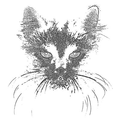 EPS 해외이미지 동물 디자인 실루엣 얼굴 백그라운드 패턴 일러스트 포유류 추상 수염 잉크 미술 그래픽 반려동물 연필 펜 머리 검은색 고양이 페인트 수확 흰색 붓 스케치 심볼 그림 복고 얼룩무늬 고립 그런지 엘리먼트 활자 해외202004 해외일러스트 컬러 무늬 농업 문화예술 학용품 촬영기법 신체부위 필기구 활자판 파일형식 벡터 이미지허브