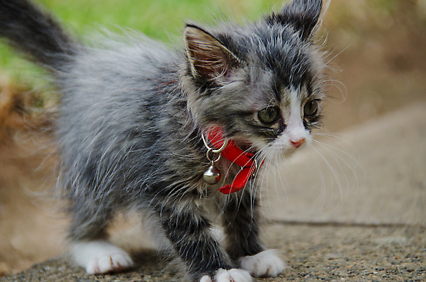 포토 JPG 해외이미지 동물 응시 포즈 신체 포장 포유류 자연 놀이 생물 수염 털 건강 사람없음 야외 반려동물 머리 정원 고양이 가축 줄무늬 표현 아기 달콤 작음 모피 호기심 귀 솜털 해외202004 해외포토 시선 감정 컨셉 무늬 사람 신체부위 맛 크기 생태계 파일형식 이미지허브