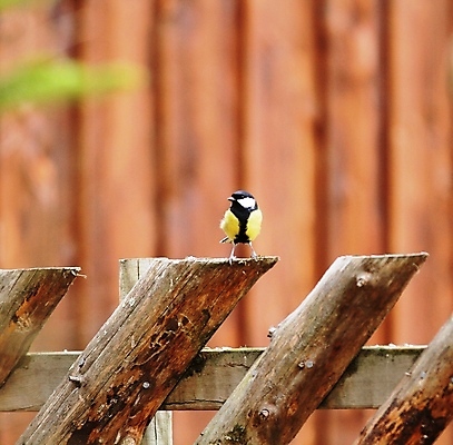 포토 JPG 해외이미지 조류 사람없음 해외202004 해외포토 동물 파일형식 이미지허브