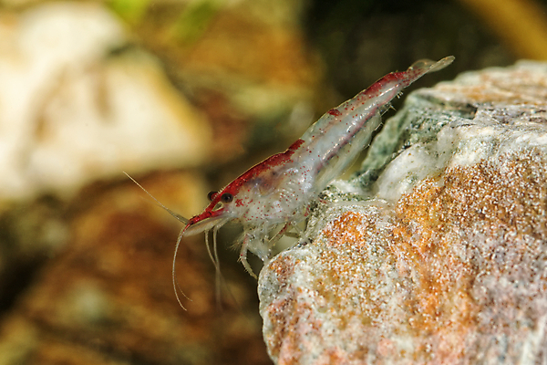 포토 JPG 해외이미지 동물 음식 백그라운드 자연 새우 생물 갑각류 사람없음 물 반려동물 컬러풀 수중 신선 달콤 탱크 수족관 민물 보유 해외202004 해외포토 자연요소 컬러 맛 생태계 파일형식 이미지허브