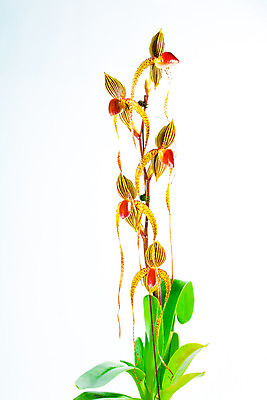 포토 JPG 해외이미지 식물 기념일 꽃잎 꽃 선 꽃다발 농업 자연 사랑 사람없음 장식 초록색 빛 정원 보라색 성장 벚꽃 가을 나뭇가지 화려 난초 우아함 묘사 유기농 원예 생물학 조경 대각선 내추럴 광합성 해외202004 해외포토 나무 웰빙 계절 교육 감정 산업 컬러 컨셉 이벤트 취미 생태계 파일형식 이미지허브