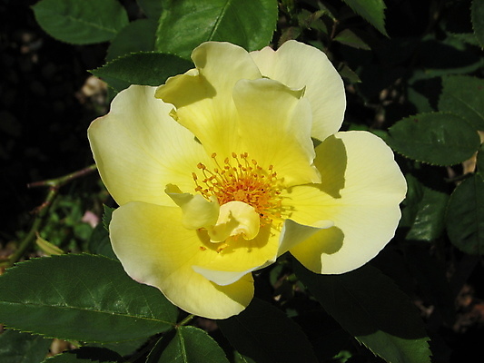 포토 JPG 해외이미지 식물 꽃 사람없음 장미 노란색 정원 벚꽃 개화 해외202004 해외포토 컬러 파일형식 이미지허브