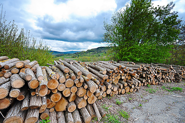 포토 JPG 해외이미지 나무 산업 자연 산 건조 풍경 사람없음 야외 목재 여름 쌓기 봄 이탈리아 재활용 나뭇가지 숲 장작 자르기 언덕 생태계 통나무 목공예 나무껍질 연료 수납 자원 잡동사니 흙더미 연소 생태학 수목 해외202004 해외포토 식물 계절 교육 유럽 재료 모션 흙 껍질 공예 친환경 파일형식 더미 이미지허브