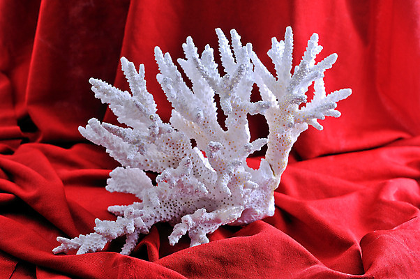 포토 JPG 해외이미지 자연 추상 생물 사람없음 장식 견본 껍질 흰색 거친 가시 산호 날카로움 기념품 암초 고립 이국적 해외202004 해외포토 컬러 무늬 자포동물 오브젝트 생태계 파일형식 이미지허브