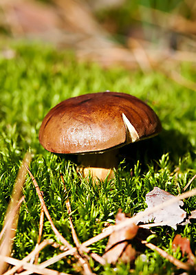 포토 JPG 해외이미지 식물 계절 음식 자연 생물 건강 이끼 사람없음 야외 목재 초록색 갈색 버섯 가을 시골 신선 닫기 숲 작음 내추럴 곰팡이 그물버섯 식용 캡모자 가문비나무 해외202004 해외포토 나무 모자_잡화 컬러 재료 모션 크기 생태계 파일형식 이미지허브