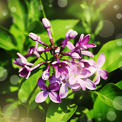 포토 JPG 해외이미지 식물 계절 꽃잎 꽃 꽃무늬 자연 사람없음 정원 보라색 봄 벚꽃 나뭇가지 개화 다발 라일락 해외202004 해외포토 나무 컬러 무늬 생태계 파일형식 이미지허브