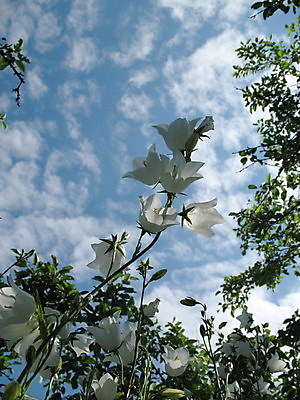 포토 JPG 해외이미지 꽃 행복 꽃다발 자연 사람없음 컬러풀 정원 봄 벚꽃 종 흰색 신선 개화 내추럴 해외202004 해외포토 식물 계절 감정 컬러 생태계 파일형식 이미지허브