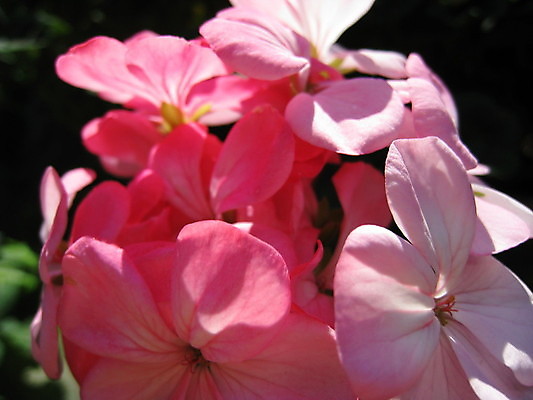 포토 JPG 해외이미지 식물 동물 열매 꽃 분홍색 곤충 과일 자연 사람없음 빨간색 초록색 파란색 노란색 보라색 봄 체리 해외202004 해외포토 계절 컬러 생태계 파일형식 이미지허브